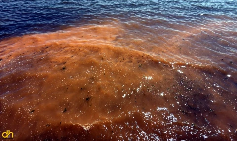 Alg patlaması nedeniyle deniz turuncu renge büründü