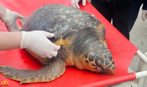 Balıkçıların ağına ölü caretta takıldı
