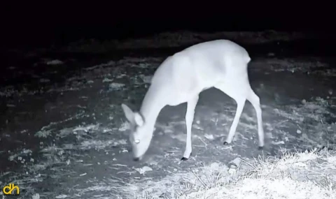 Ganos Dağı’ndaki yaban hayatı fotokapanla görüntülendi
