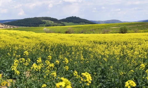 Trakya’nın ‘sarı altın çiçeği’ ile tarlalar renklendi