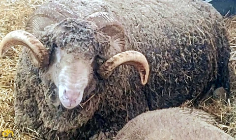 Yarışmanın kazananı ‘Şakir’ oldu