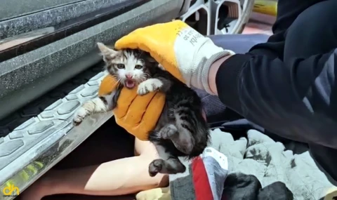 Otomobil motoruna sıkışan yavru kedi, itfaiye tarafından kurtarıldı