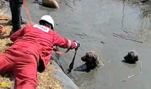 Gölette düşen 4 canı vatandaşlar kurtardı