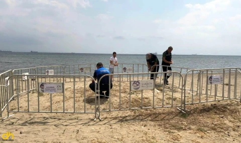 Şarköy sahilindeki kum zambakları korumaya alındı