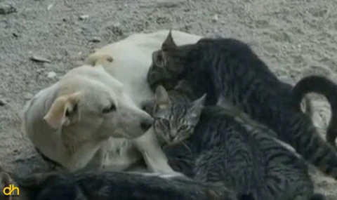 Kedi ve köpek dostluğundan yürek ısıtan görüntüler