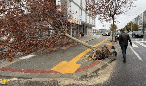 Eğitim uçuşları iptal edildi, balıkçılar denize açılamadı, ağaçlar yıkıldı